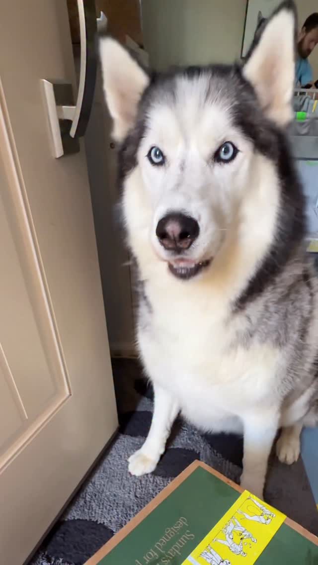 Instagram post by @myboymarble for Sundays for Dogs. Caption reads: [...] as CoverDog! Sign below! ⬇️⬇️....