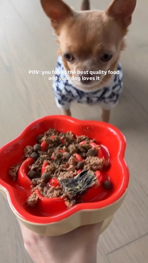 Instagram post by @tapiocathechi for Open Farm Pet. Caption reads: Quality over everything 🐾 High-protein,....