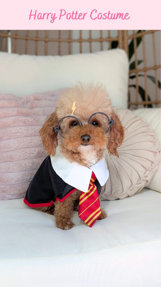 Instagram post by @chiffonthemaltipoo for Amazon Pets. Caption reads: How do I look in my Harry Potter Halloween....