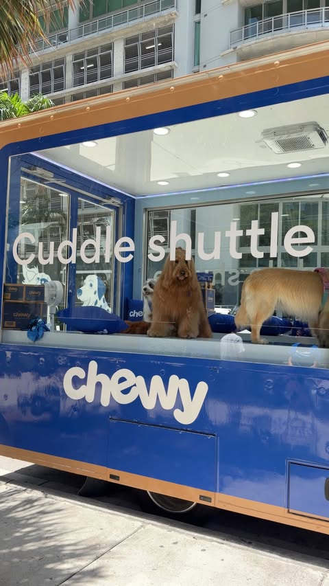 Instagram post by @brodiethatdood for Chewy. Caption reads: [...] feel a little better! Where should the....