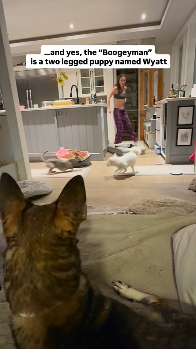 Instagram post by @amira.amiracle for WeRateDogs. Caption reads: The Boogiedude is back!!!! This is all the girl’s....