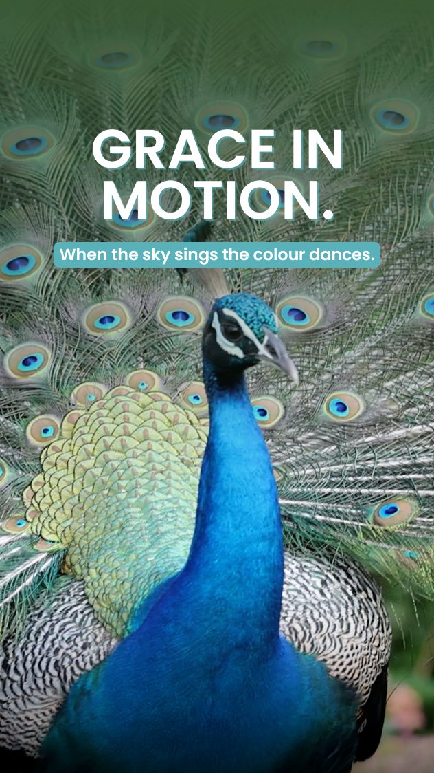 Instagram post by @insta.ajit.hota for Canon Italia. Caption reads: 🦚 When the clouds gather, the colours come....