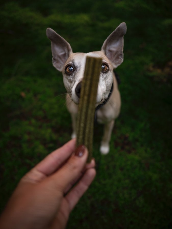 Instagram post by @miles_whippet for ESSENTIAL FOODS. Caption reads: [...] the new series Teeth delights from....