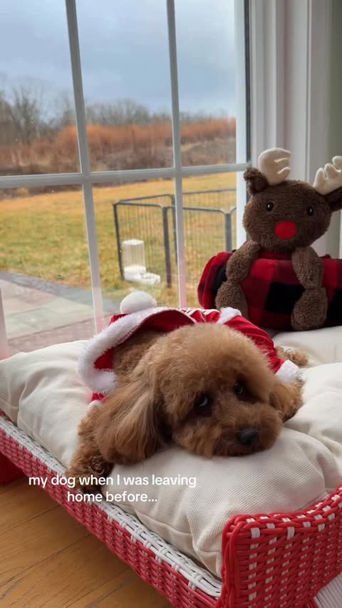 Instagram post by @the_hayeks for Cheerble. Caption reads: [...] Tia doesn’t even notice because the....