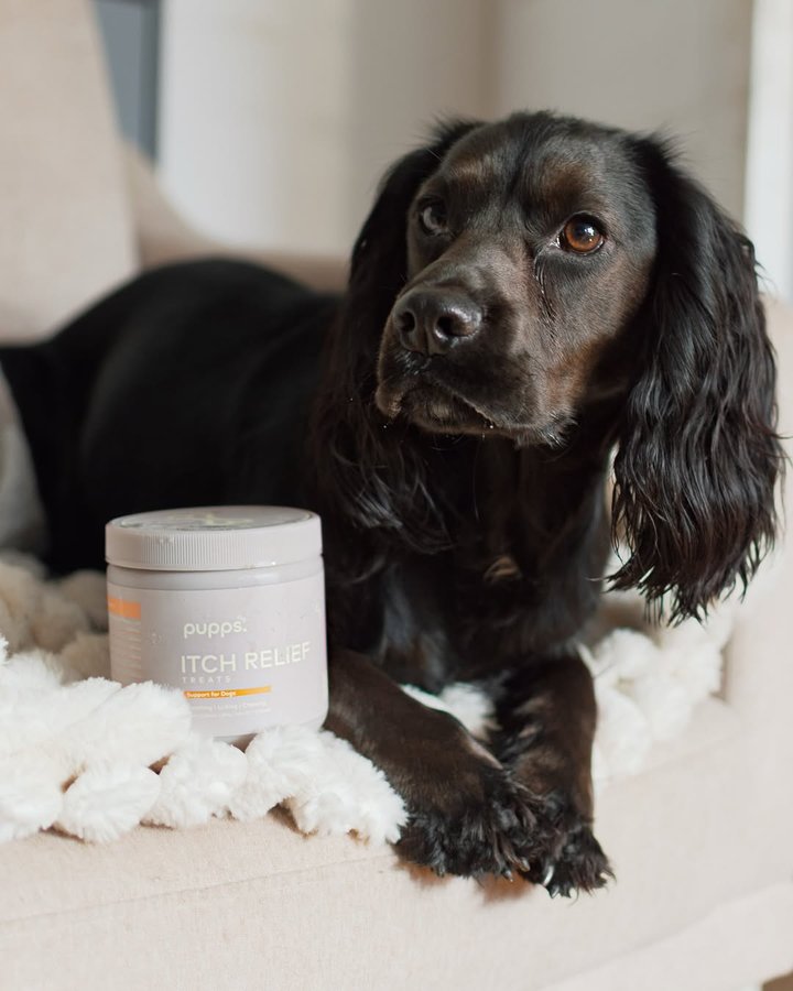 Instagram post by @milomoosworld for Pupps. Caption reads: [...] two boxes of multi vitamins to try by....