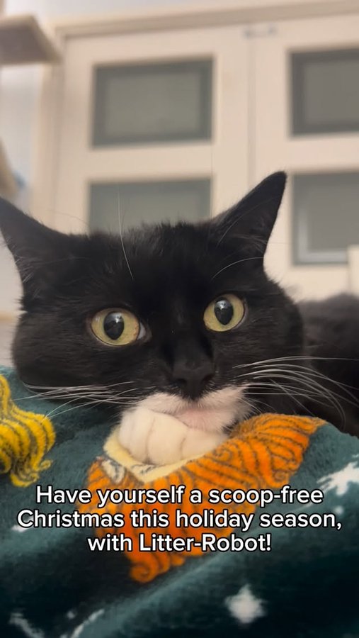 Instagram post by @mycatjyn for Litter-Robot. Caption reads: #ad In Jyn’s house there is no such thing as “too....