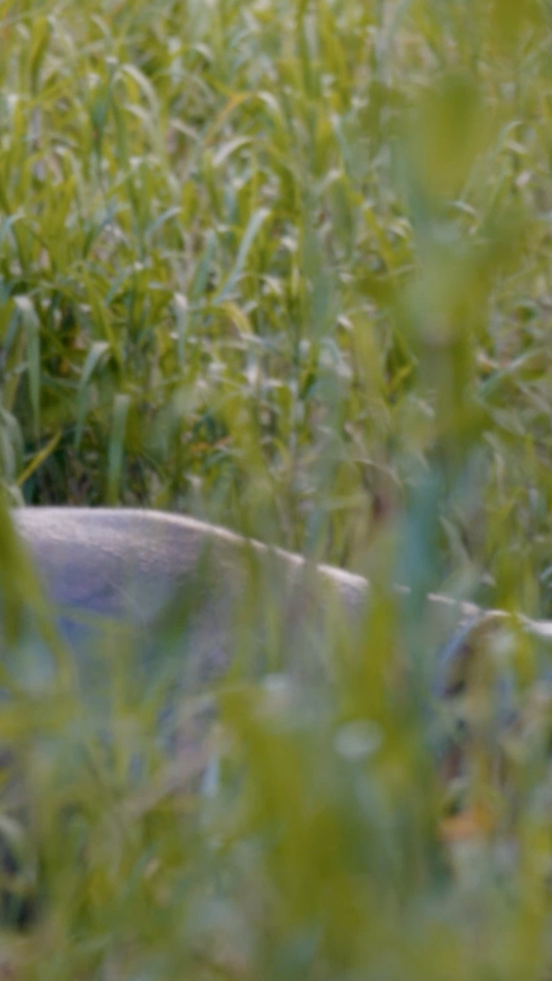 Instagram post by @forrest.galante for Discovery. Caption reads: Encountering the most DANGEROUS land animal in the....