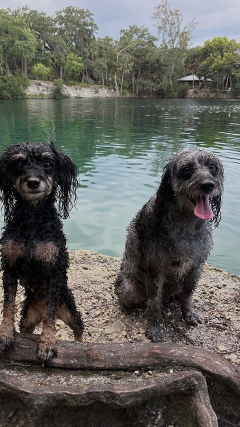 Instagram post by @ivyandnaladoods for Vessi. Caption reads: [...] wet! 🤣 Safe to say I’m glad I had my @vessi....