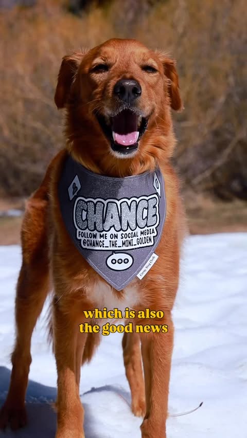 Instagram post by @chance_the_mini_golden for Corny Dog Cloth. Caption reads: [...] their way to you. 📸: bandana from....