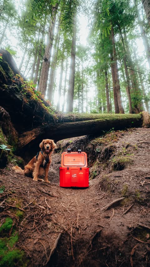 Instagram post by @maxloew for ORIJEN Petfoods. Caption reads: We’ve been searching for the perfect dog food for....