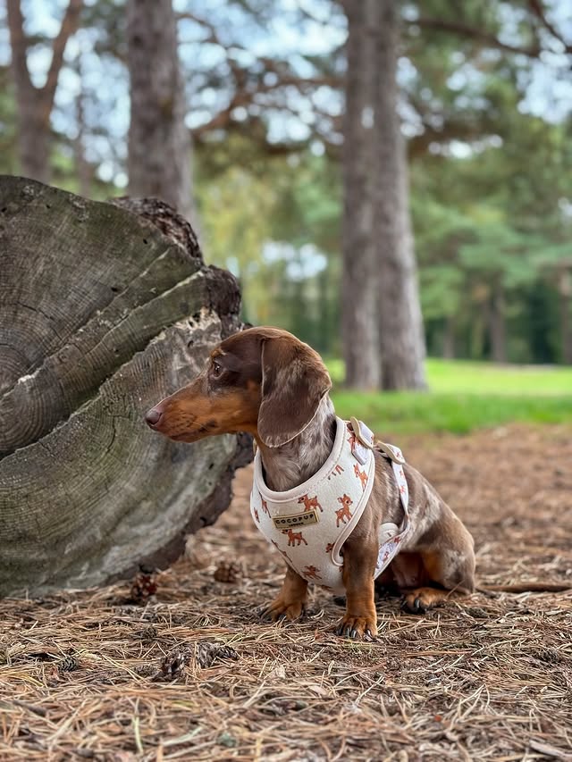 Instagram post by @margotdapple for Cocopup London. Caption reads: woodland walkies 🤎 these are always margot’s....