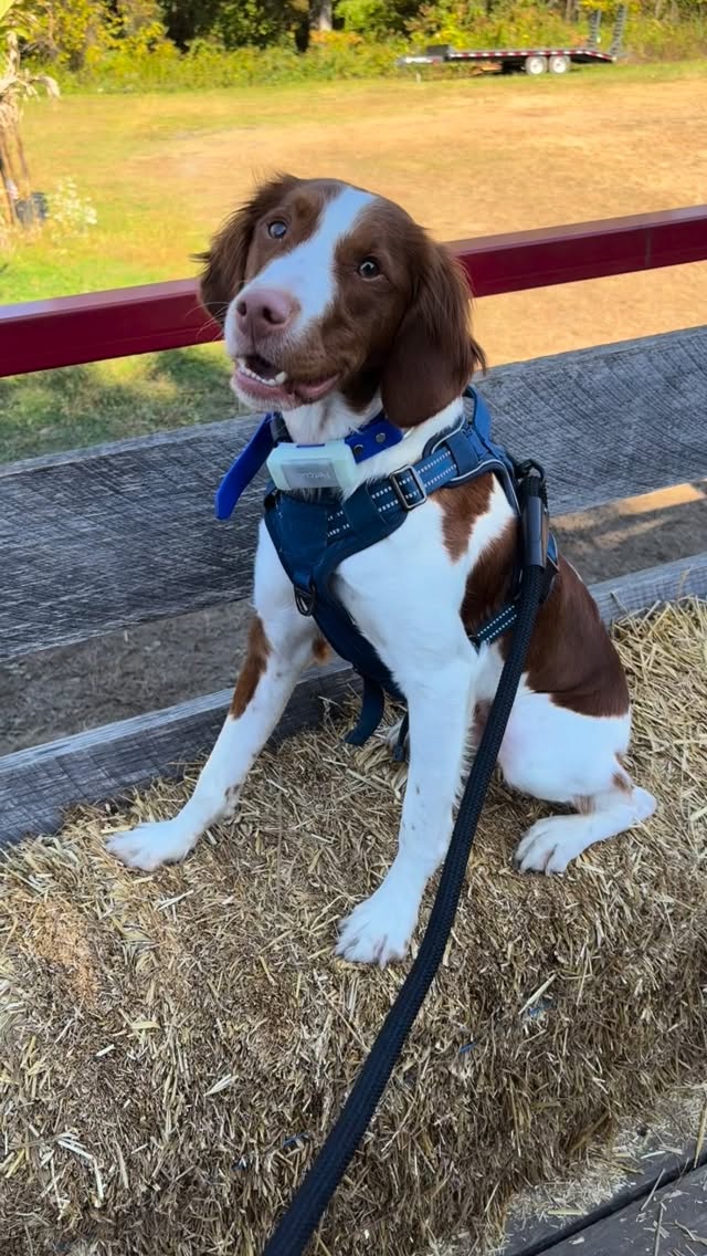 Instagram post by @berrythebrittany for Pupford. Caption reads: Pumpkin training treats from @pupford are here!!!....