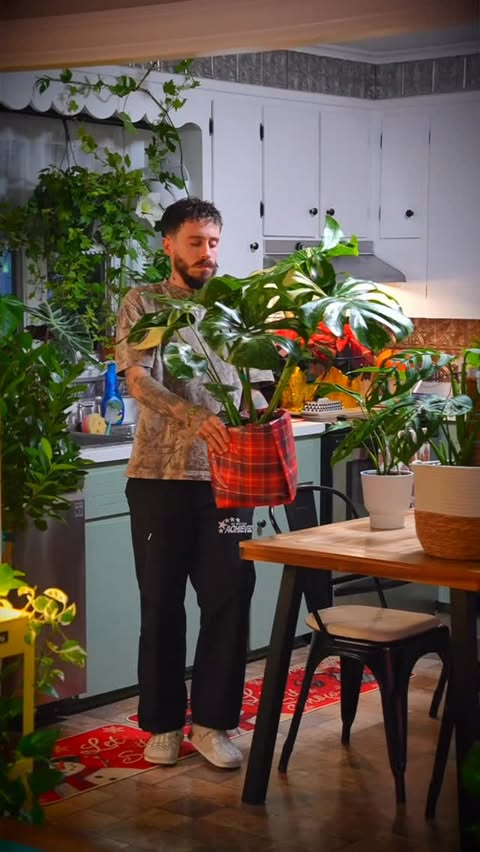 Instagram post by @pad.jungle for Costa Farms. Caption reads: [...] variety and quality of plants that....