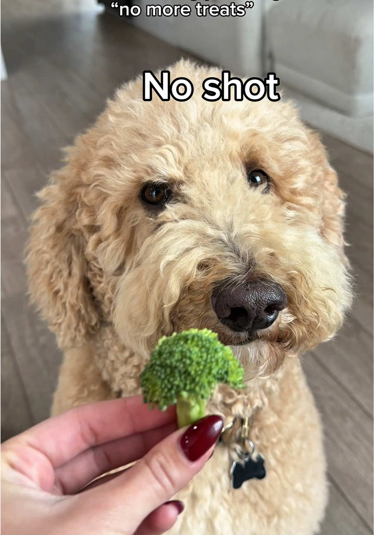 TikTok post by @agirlandadoodle for Chewy. Caption reads: [...] them.. but with how much he orders from....