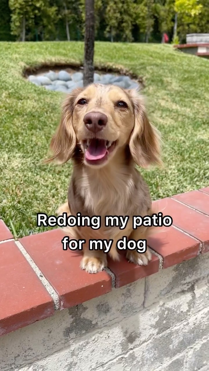 Instagram post by @honeydewthedachshund for biglots. Caption reads: Come with me to @BigLots to create the backyard of....