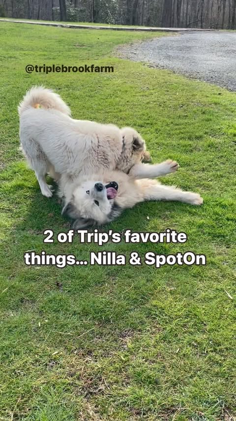 Instagram post by @triplebrookfarm for SpotOn Fence. Caption reads: Living life unleashed with @spotonfence. Pyrs like....
