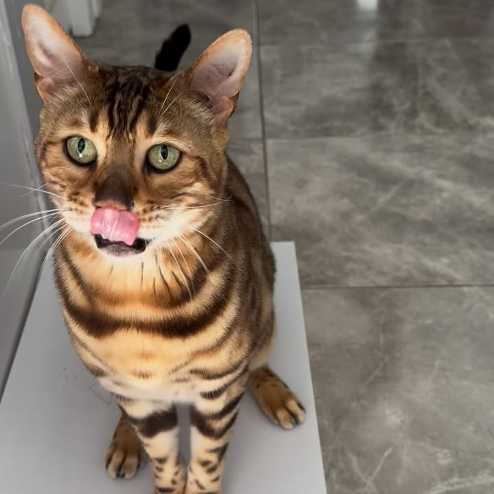 Instagram post by @george_the_bengal_cat for BIG COUNTRY RAW. Caption reads: So we’ve been all raw for about 6 weeks now with....