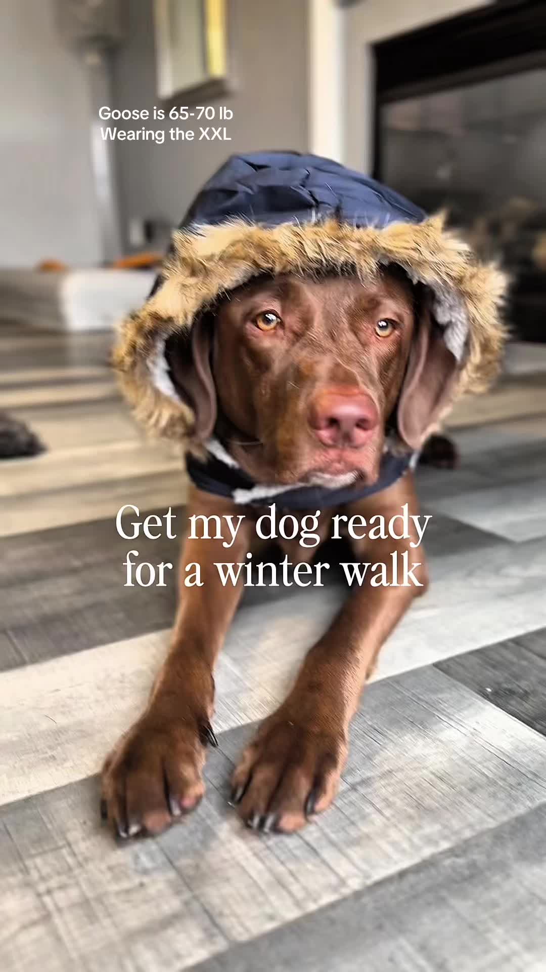 TikTok post by @ghost_labrador for ShopHDE. Caption reads: [...] for your dog. It’s cold out there! @ShopHDE....