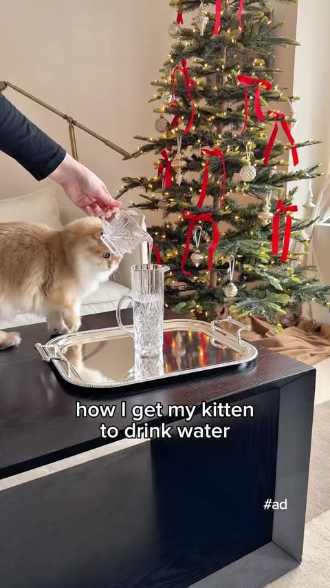 Instagram post by @cleothecitykitty for Solid Gold Pet. Caption reads: [...] with the mousse cat treats from....