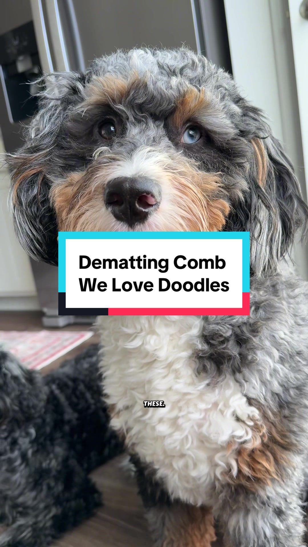 TikTok post by @archiethebernedoodle for We Love Doodles. Caption reads: [...] to handle knots like this at home. ....