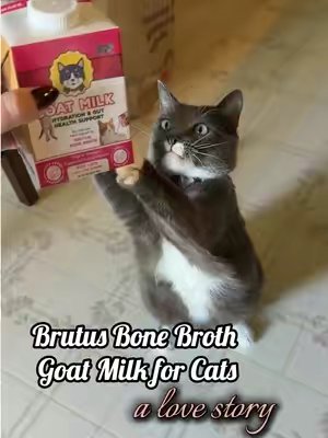 TikTok post by @heyitsamandamay for Brutus Broth. Caption reads: it’s a 10/10 @Brutus Broth #catsoftiktok #catfood....