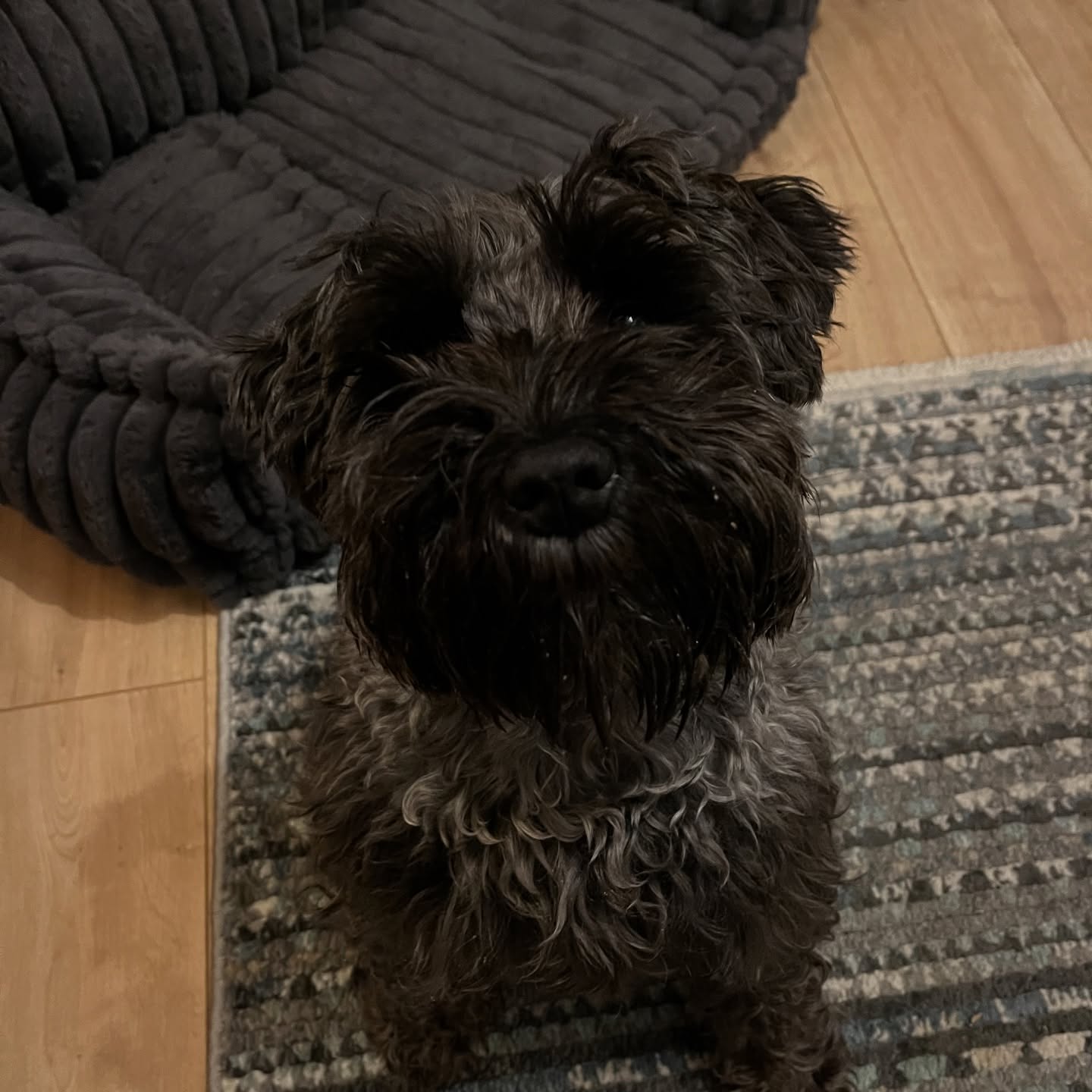 Instagram post by @its_little_eddy for Scrumbles. Caption reads: [...] beard like me, get yourself some @scrumbles....