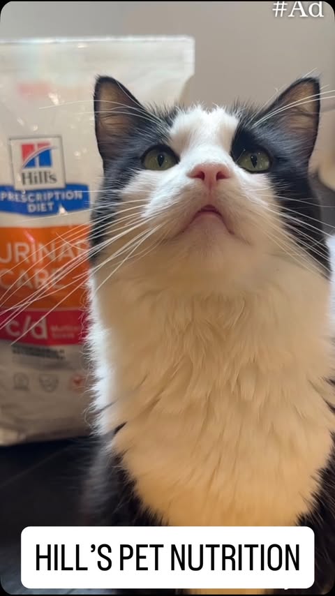 Instagram post by @rachaelraerobertson for Hill's Pet Nutrition. Caption reads: #Ad #HillsPartner One day my foster cat will have....