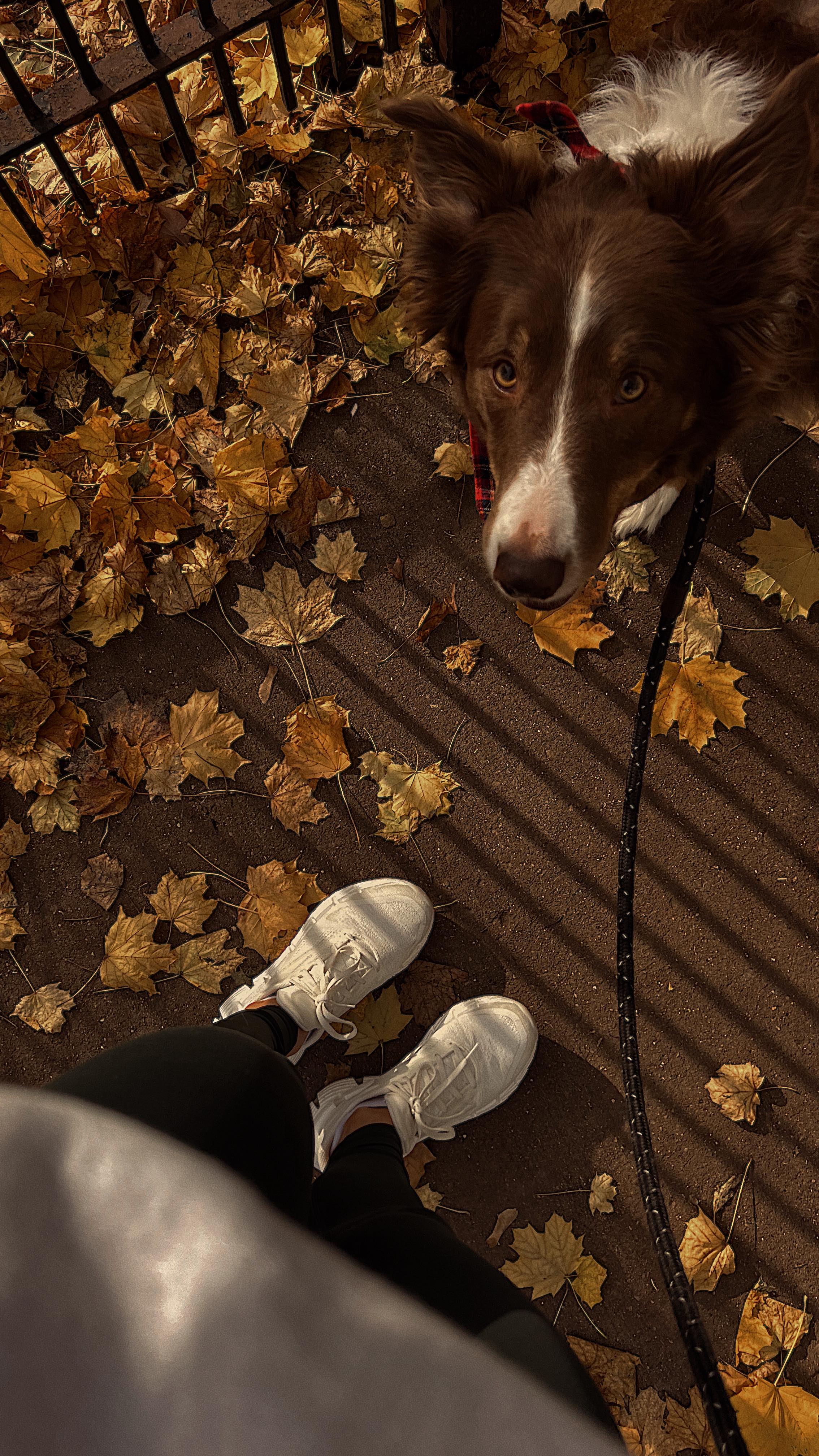 Instagram post by @eatlizabeth for Primal Pet Foods. Caption reads: And I would do anything to be sawyer 🥹😌 dinner....