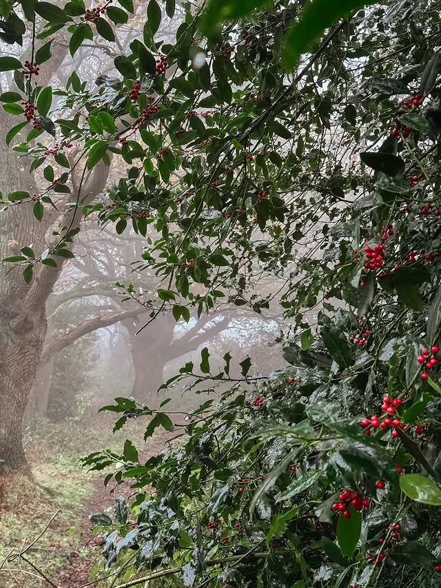 Instagram post by @foxglove_and_ivy for Arena Flowers. Caption reads: ‘For anything to be good, truly good, there must....