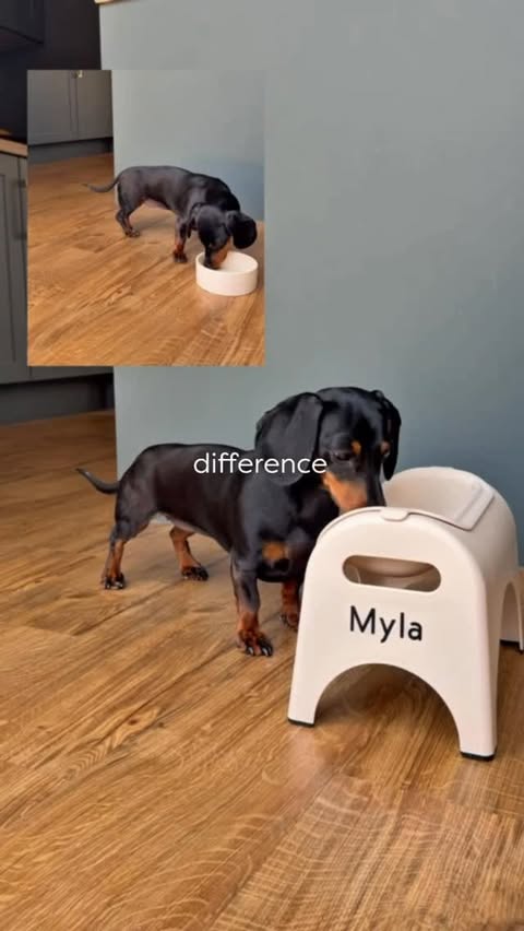 Instagram post by @mylatheminisausage for EASYEAT. Caption reads: [...] from a regular bowl? 😅 Switching to an....