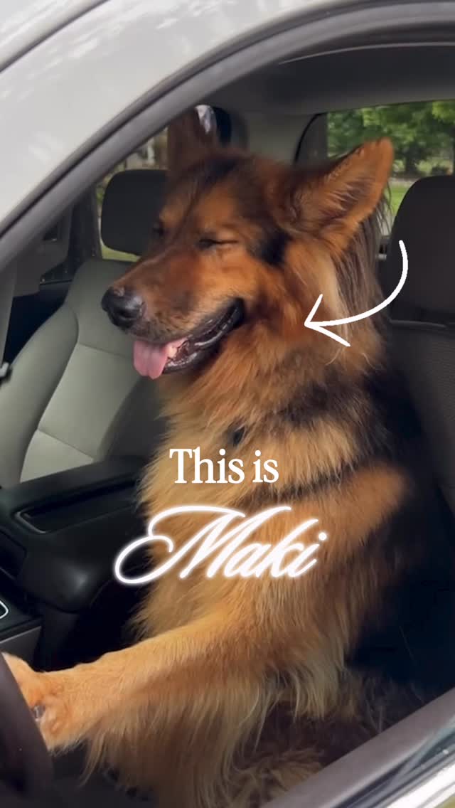 Instagram post by @abigail_heringer for BarkBox. Caption reads: Thought Maki was just the main character? Nah…....