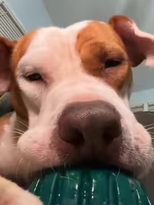 TikTok post by @spudsymutt for Woof Pet. Caption reads: [...] keeping busy with his pupsicle from @Woof....