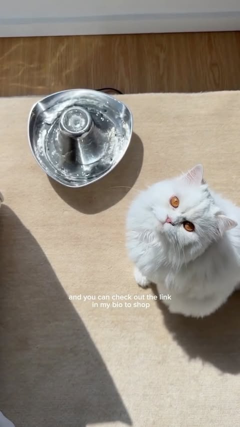 Instagram post by @cleothecitykitty for PetSafe. Caption reads: [...] cutest little water drinker ever 🥹😭....
