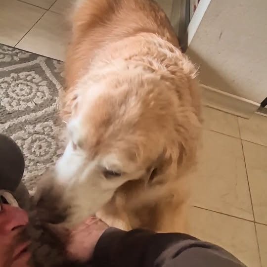 Instagram post by @shaggythegoldenone for Amazon Pets. Caption reads: 💙 Papa has been working 6 days straight with long....