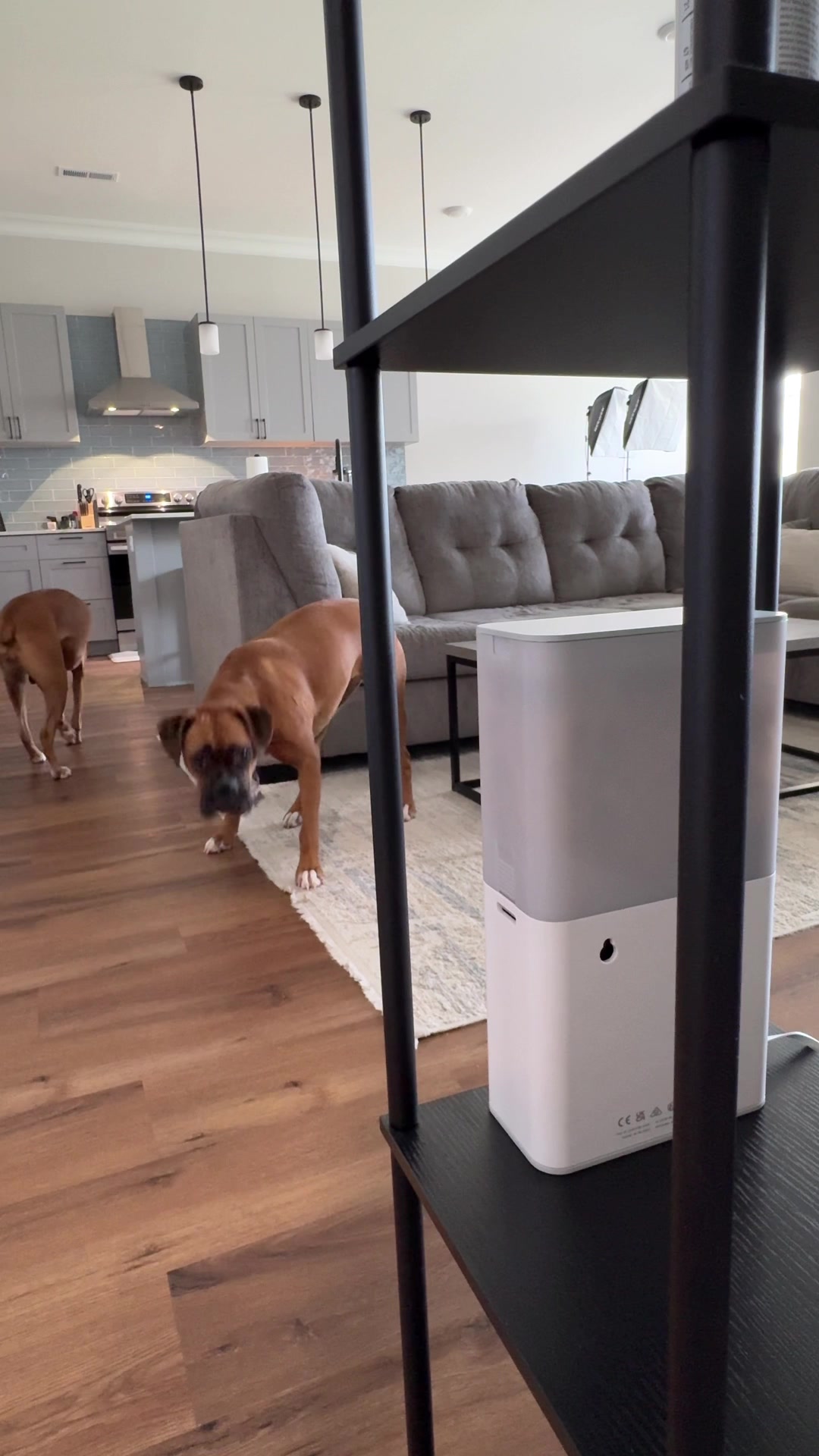 TikTok post by @cuteboxerpuppy for Petcube. Caption reads: as long as our boxer puppies get treats out of....