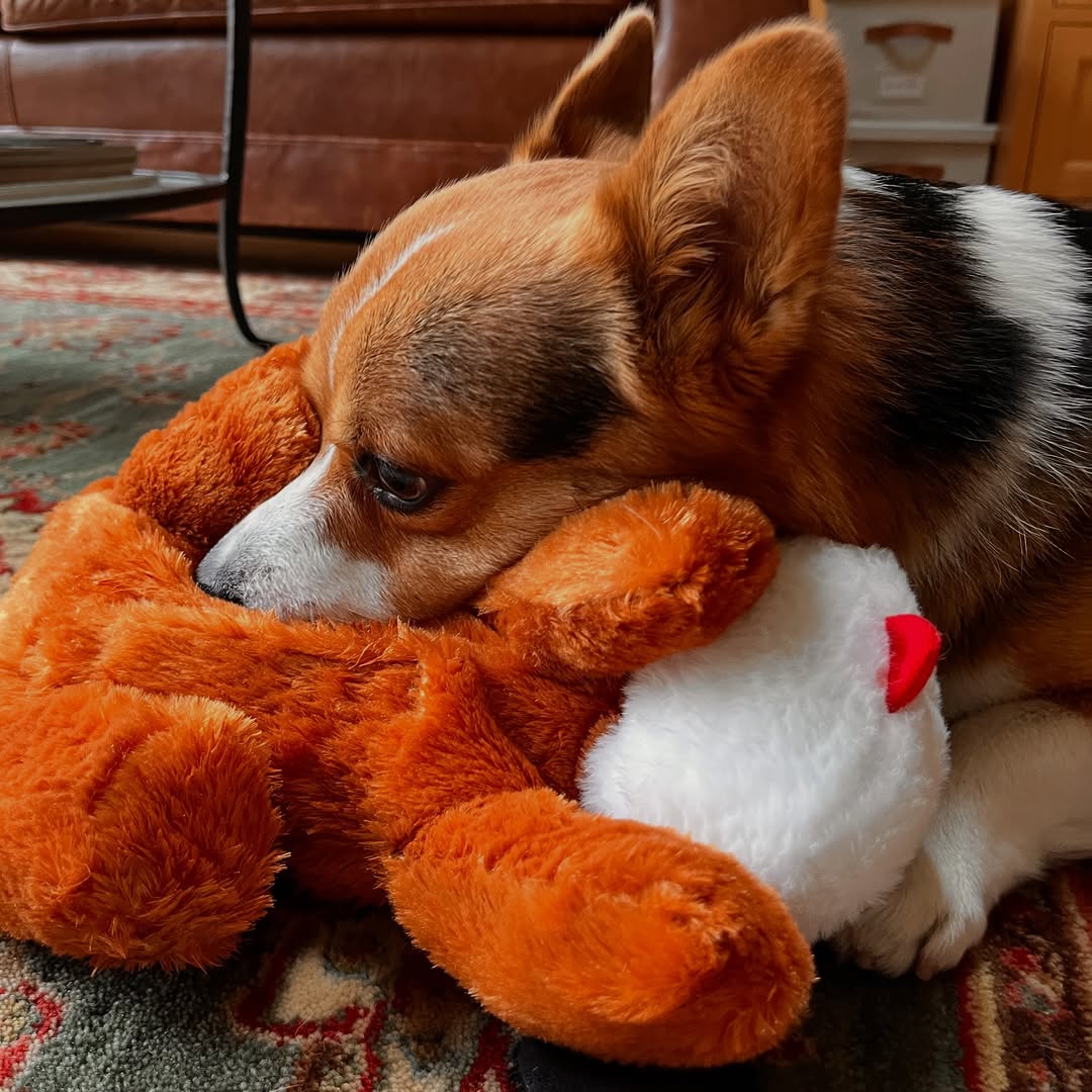 Instagram post by @milo_siliconvalley for Snuggle Puppy. Caption reads: Wow! My Puppy Arrived! 🐾💕 When my Snuggle Puppy....
