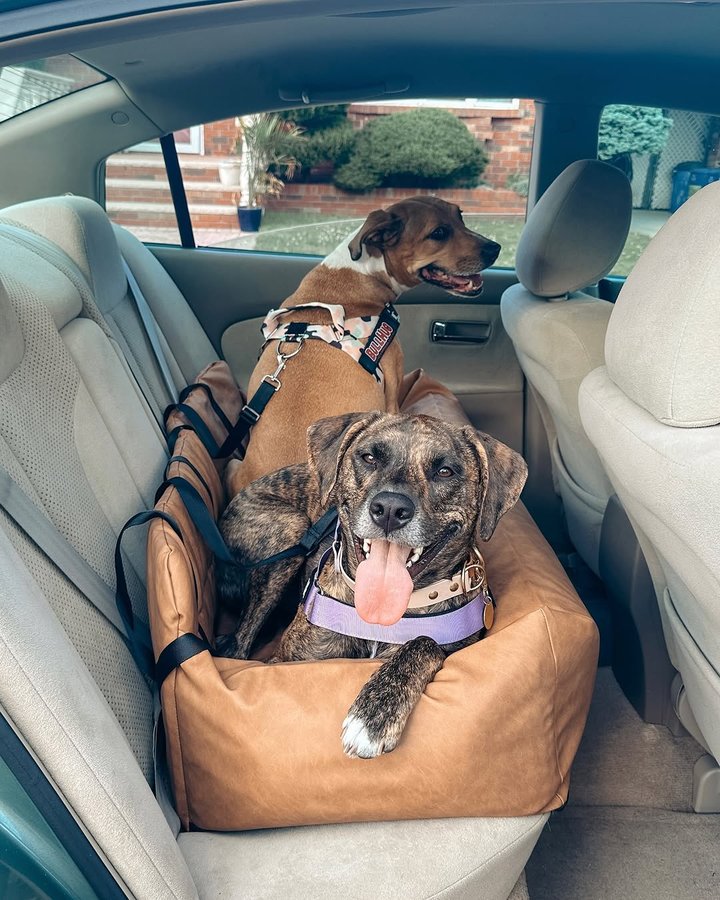 Instagram post by @rescuednrowdy for Bullhug. Caption reads: Let’s talk about Ivy’s car sickness. I’m not sure....