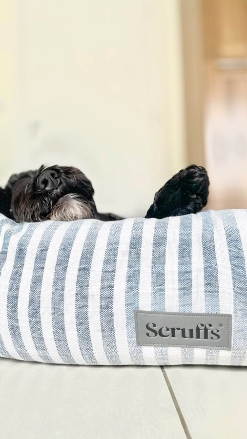 Instagram post by @patu_the_cockapoo for Scruffs. Caption reads: 💭🛌💤 ᗪᖇEᗩᗰIᑎG ᗩᗷOᑌT ᗰY ᗩᗪᐯEᑎTᑌᖇEᔕ....