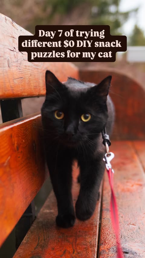 Instagram post by @chumkas.corner for Grandma Lucy's. Caption reads: [...] still need to get it 😆 Treats used:....