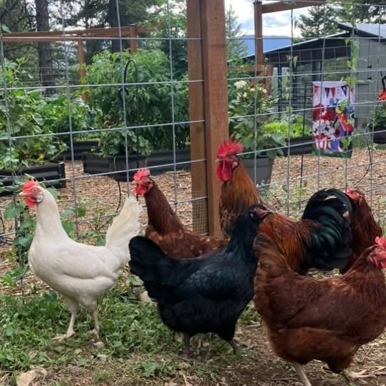 Instagram post by @pappydaysranch for Chickcozy. Caption reads: @chickcozy_ now has a solar powered automatic coop....