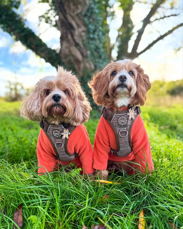 Instagram post by @rodneyandmabel_the_cavapoos for Bailey and Coco. Caption reads: Twinning is winning! 🤎🥰🧡 

We’ve been a little....
