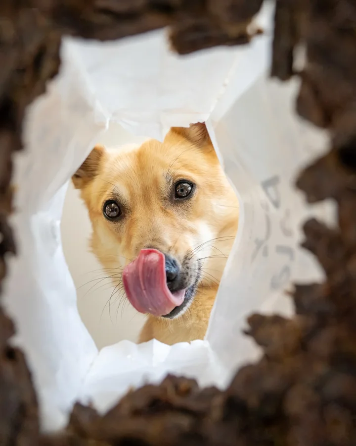 Instagram post by @simplysarek for Pala Pets. Caption reads: Do you think Sarek snuck a bite? 😇

When she saw....