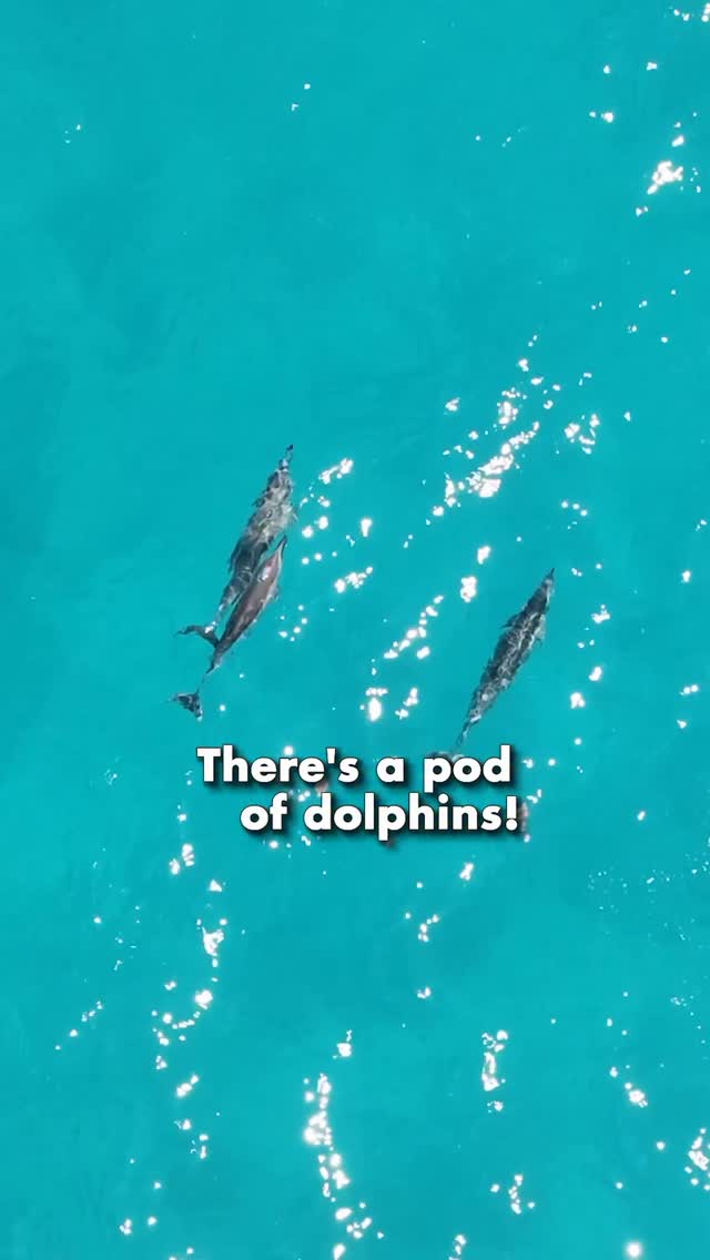 Instagram post by @olliekendal for NordVPN. Caption reads: When the Wi-Fi’s fishy but your VPN’s dolphinitely....