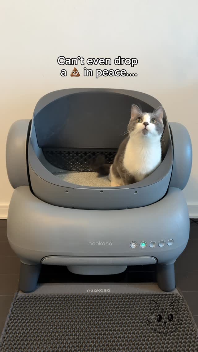 Instagram post by @wasabi.sushi.matcha for Neakasa. Caption reads: My smelly ringworm bath foster kittens, Jelly &....