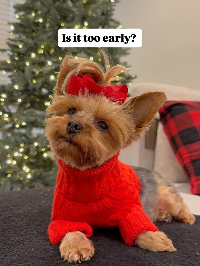 Instagram post by @nycyorkiegirls for King of Christmas. Caption reads: Do you decorate early or wait until December?....