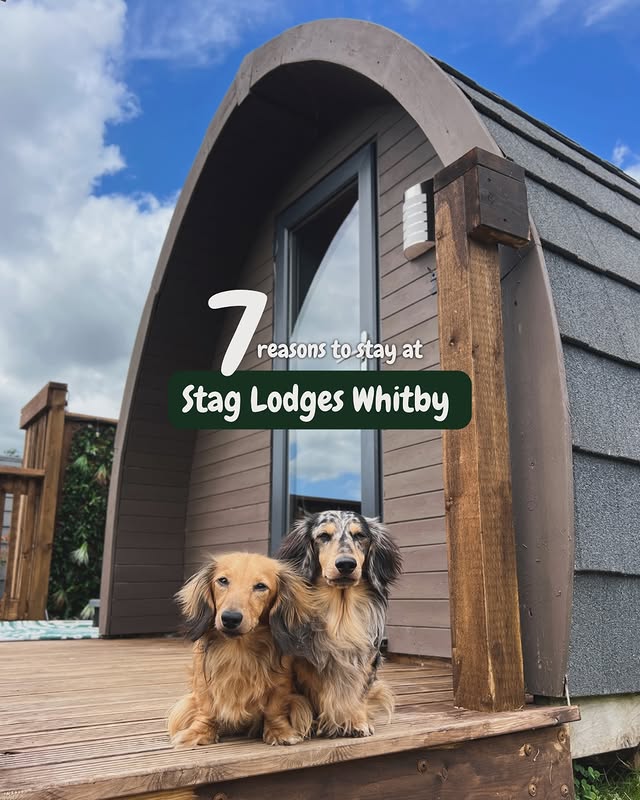 Instagram post by @lifewithdaxies for Dog Furiendly - Dog Friendly Places. Caption reads: What’s your must-have for a dog friendly stay?....