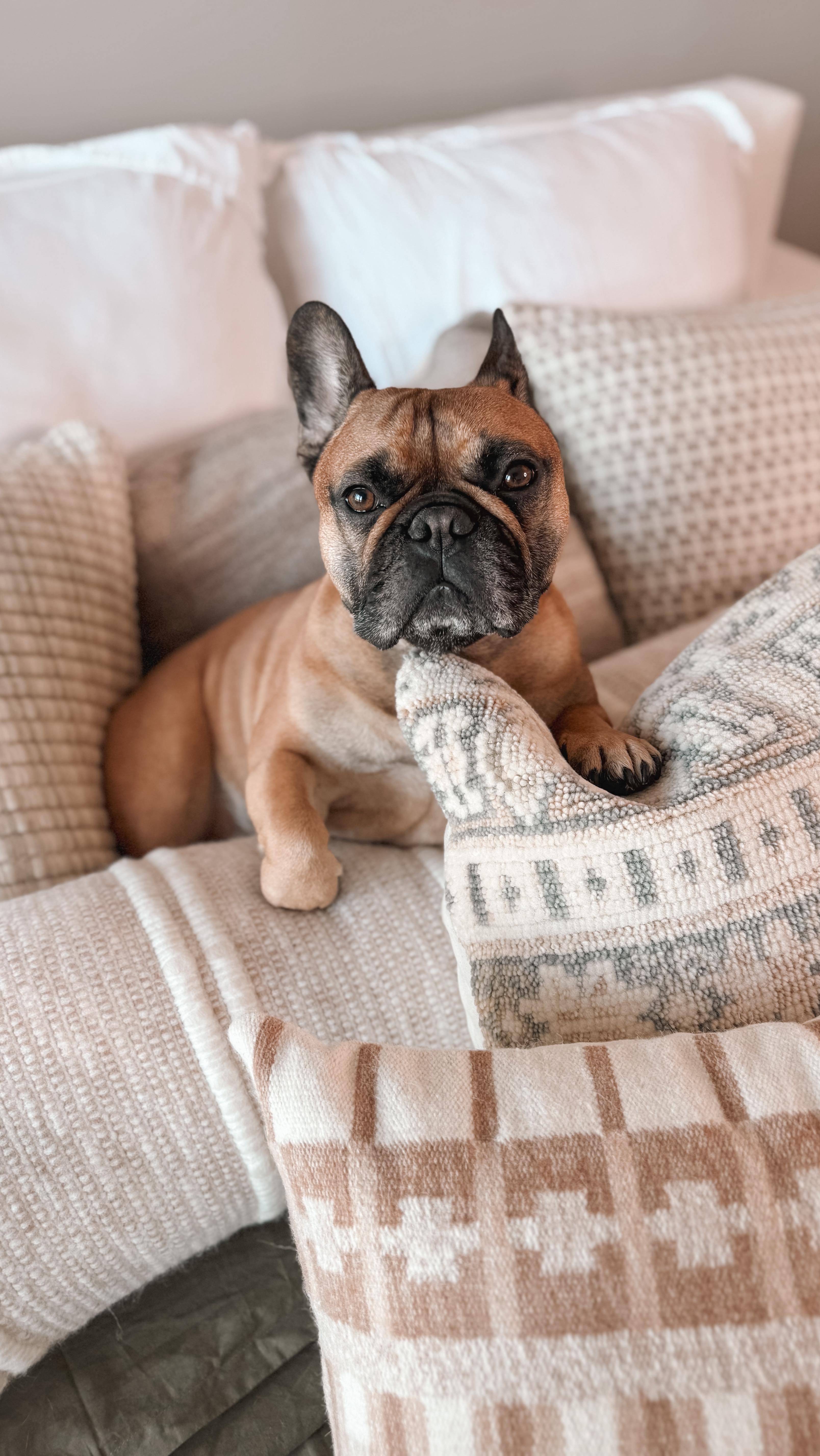 Instagram post by @thewindycityfrenchie for The Citizenry. Caption reads: [...] handwoven throne from @the_citizenry....