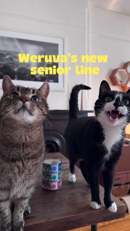Instagram post by @girlsandtheircats for Weruva. Caption reads: Ad: I got a sneak peek at Weruva’s new senior....