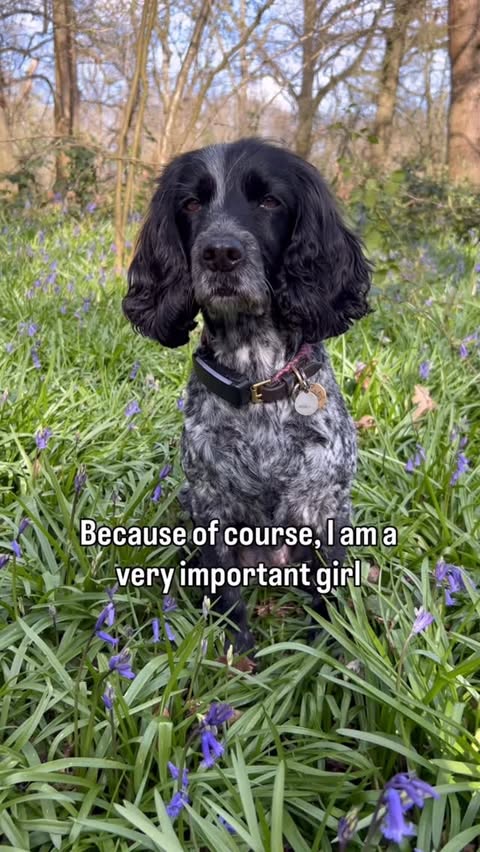 Instagram post by @dollythehearingdog for Tractive. Caption reads: [...] incredibly worrying. Not anymore. These....