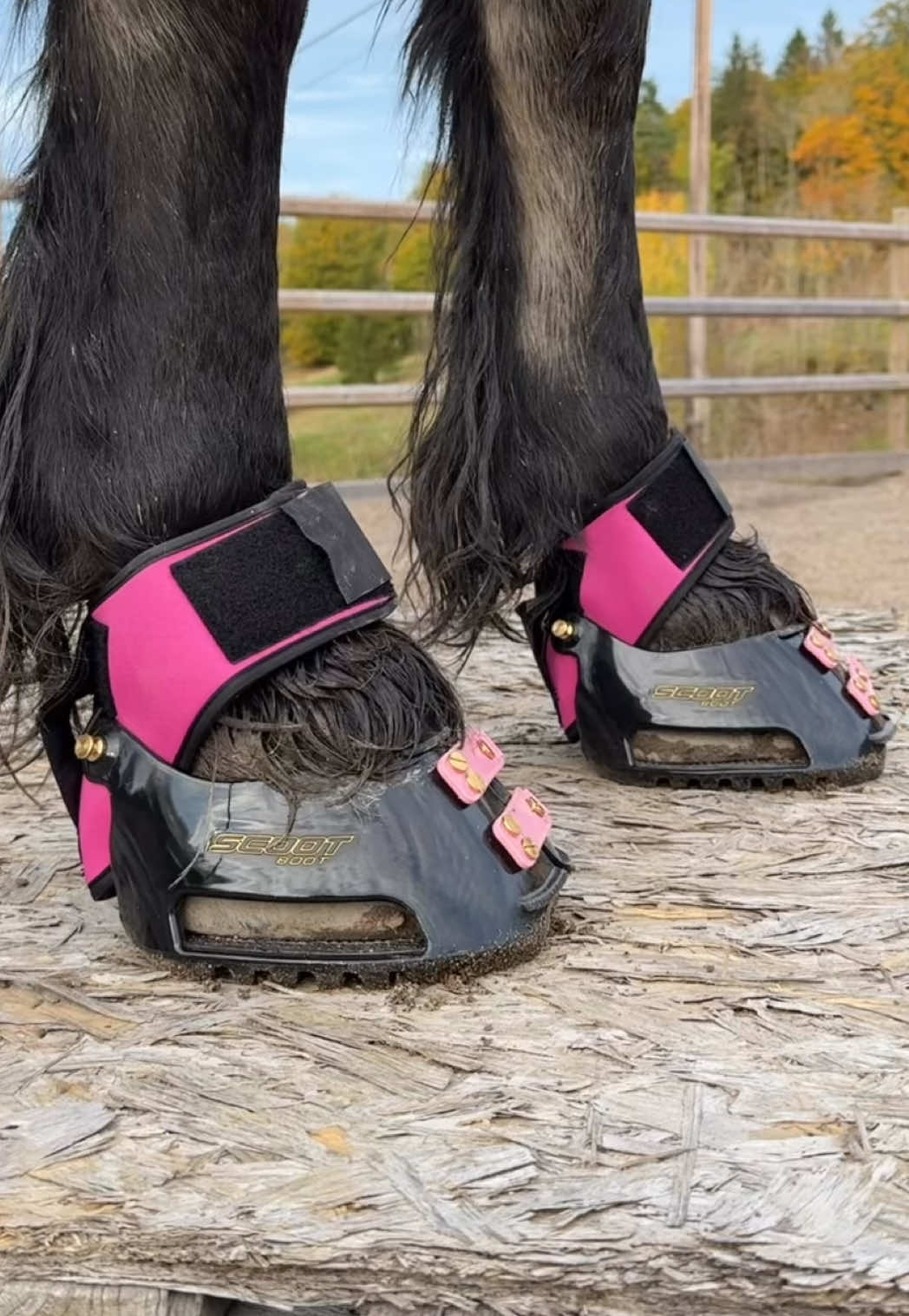 TikTok post by @emmaandbrego for Scoot Boots. Caption reads: [...] new pink MultiPurpose Gaiters from @Scoot....